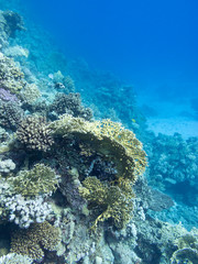 Colorful coral reef at the bottom of tropical sea, underwater landscape.