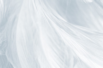 Obraz premium Beautiful white gray colors tone feather texture background