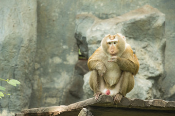 Monkey sitting in Suan Satthi, Chiang Mai, Thailand
