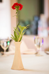 Red chrysanthemum in a white vase, blurred background