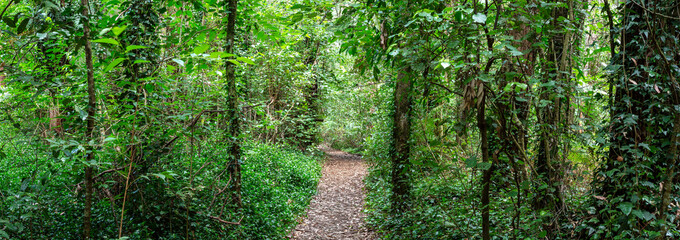 Rotorua Redwoods Forest 