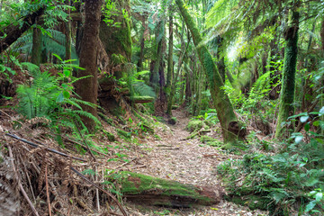 Rotorua Redwoods Forest 