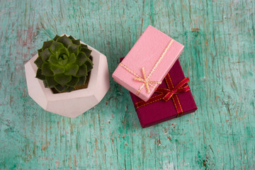 top view succulent in concrete pot and gift boxes