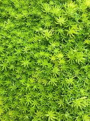 Background of green plant growing up and cover up a part of the ground surface.