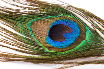 Peacock Feather on a White Background