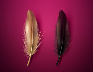 Golden and black feathers