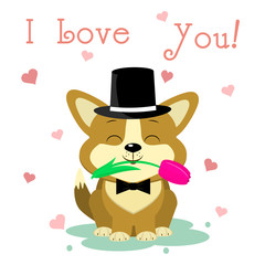 Congratulations on Valentine s Day. A cute puppy of corgi in a hat and a bow-tie sits and holds a tulip flower against the background of three hearts. Flat design, cartoon style, vector