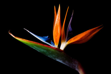 bird of paradise isolated on black background