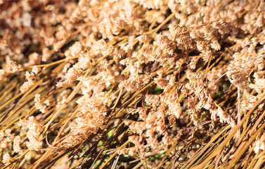 Dried golden Limonium (sea lavender, statice, caspia, marsh rosemary) wildflowers, Natural Wildflowers Background. Florist, Floral bouquet, vase arrangement, Cut Flower Filler and Valentine concept