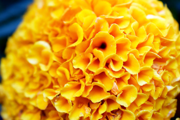 orange flower texture in the garden