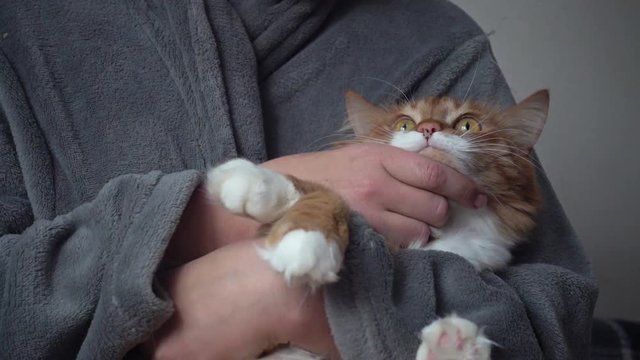 funny red cat sitting on his hands