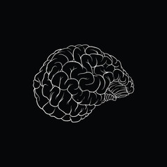 Realistic illustration of the human brain on black background, vector