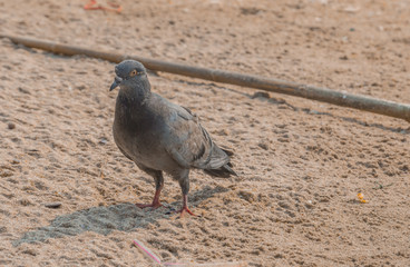 white pigeon