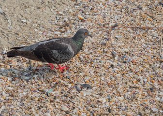 pigeon in the Bangsaen beach Thailand.