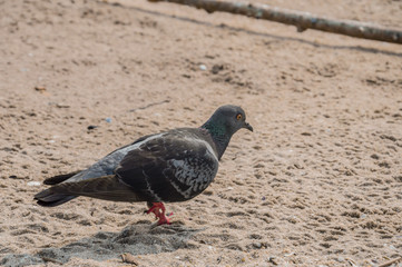 pigeon in the Bangsaen beach Thailand.