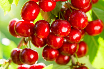sweet cherry close up