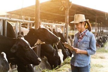 Farmer have recording details on the tablet of each cow on the farm.