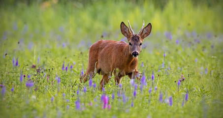 Roe deer, capreolus capreolus, buck in summer on a meadow full of flowers. Roebuck at sunset. Wild animal in natural environment. Cute wild male deer.