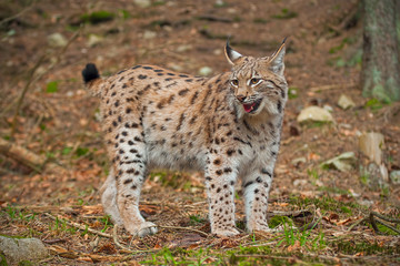 Naklejka na ściany i meble Eursian lynx standing in autmn forest with blurred background. Endangered mammal predator in natural environment. Wildlife scenery from nature.