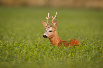 Roe deer, caprelous capreolus, buck in clover with green blurred background. Male deer roebuck in summer with soft evening light. Colorful wildlife scenery.