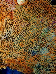 Gorgonian coral