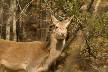 parco nazionale d'Abruzzo