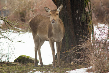 parco nazionale d'Abruzzo