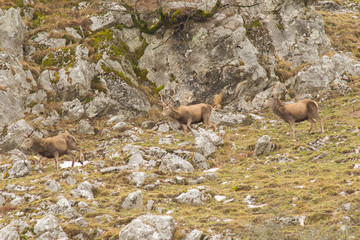 parco nazionale d'Abruzzo