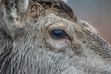 Fototapeta premium parco nazionale d'Abruzzo
