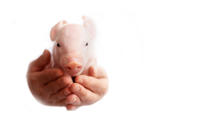 beautiful pig picture on white background