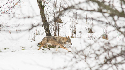parco nazionale d'Abruzzo