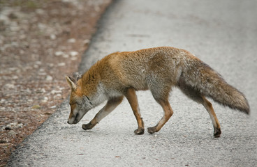parco nazionale d'Abruzzo