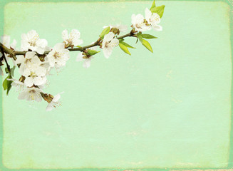 Grunge vintage background with flowers of cherry