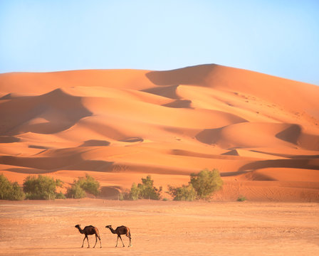 Fototapeta Two camels in Sahara desert, Morocco