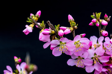 Naklejka na ściany i meble Spring blooming cherry flowers