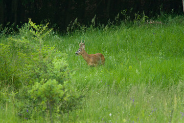 parco nazionale d'Abruzzo