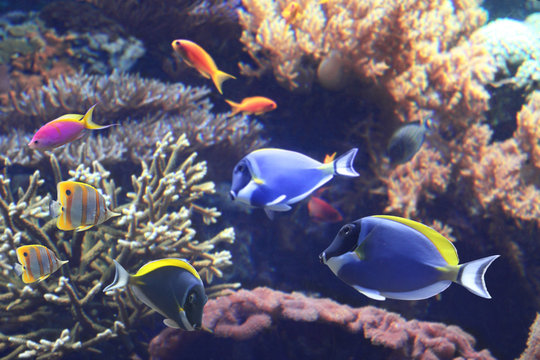 Fototapeta Underwater scene with tropical fish