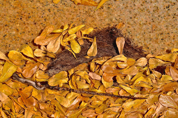 Autumn leaves and twigs.