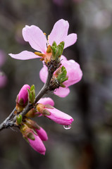 Obraz premium Spring blooming cherry flowers