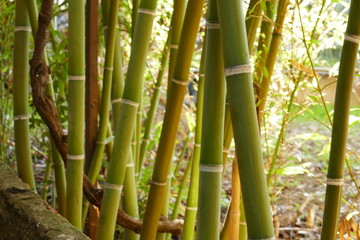 Obraz premium bambu