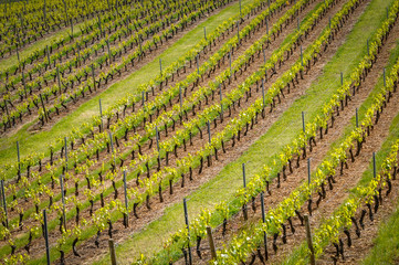 Rangs de vigne dans le beaujolais