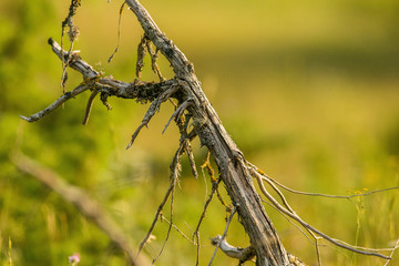 parco nazionale d'Abruzzo