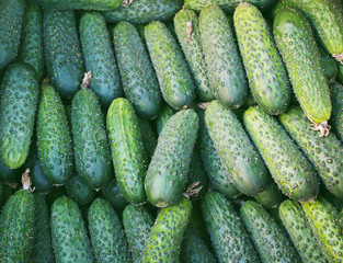  Ripe green cucumbers closeup