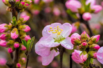 Spring blooming cherry flowers