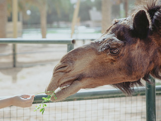 Portrait of camel feeding by child in the zoo