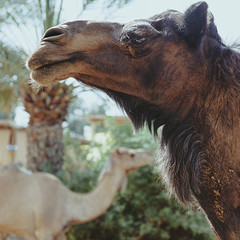 Portrait of two camels - black and white