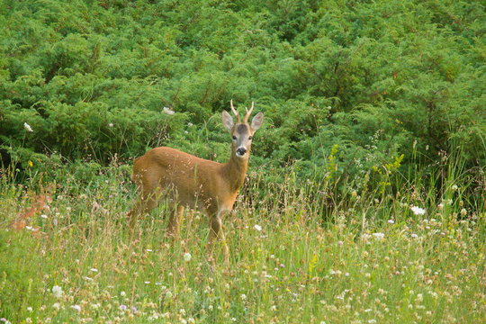 parco nazionale d'Abruzzo