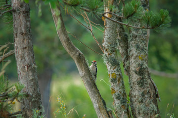 parco nazionale d'Abruzzo