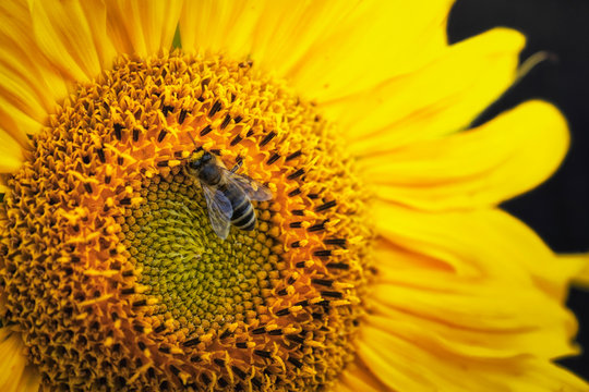 Fototapeta big beautiful sunflower and bee