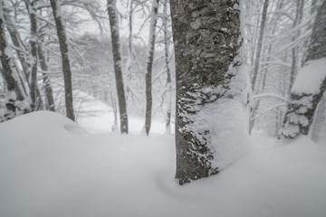 parco nazionale d'Abruzzo